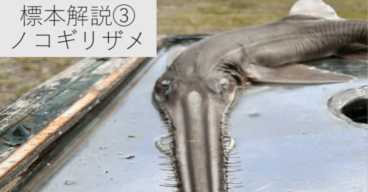 ノコギリザメ 頭骨 ノコギリザメ 骨格標本 - メルカリ
