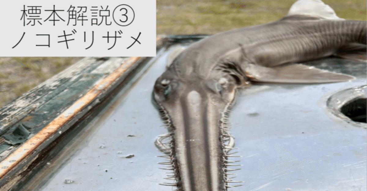 標本解説③（ノコギリザメ）｜とある海洋学部生