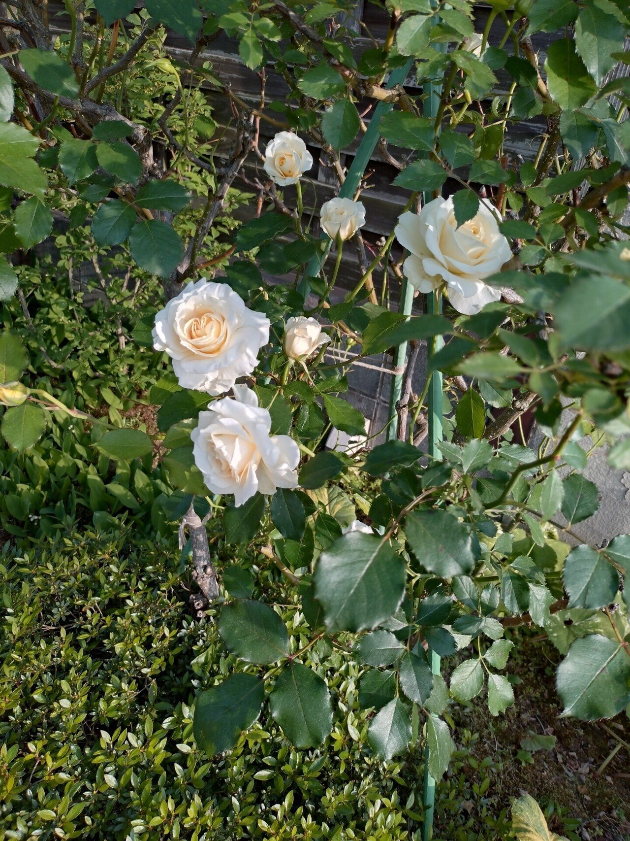 薔薇の名前」の人気タグ記事一覧｜note ――つくる、つながる、と