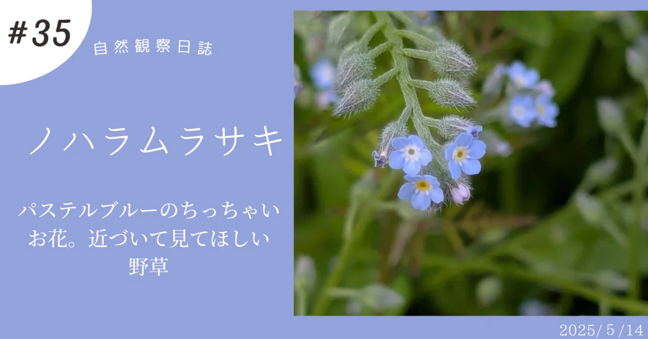 ノハラムラサキ パステルブルーのちっちゃいお花。近づいて見てほしい