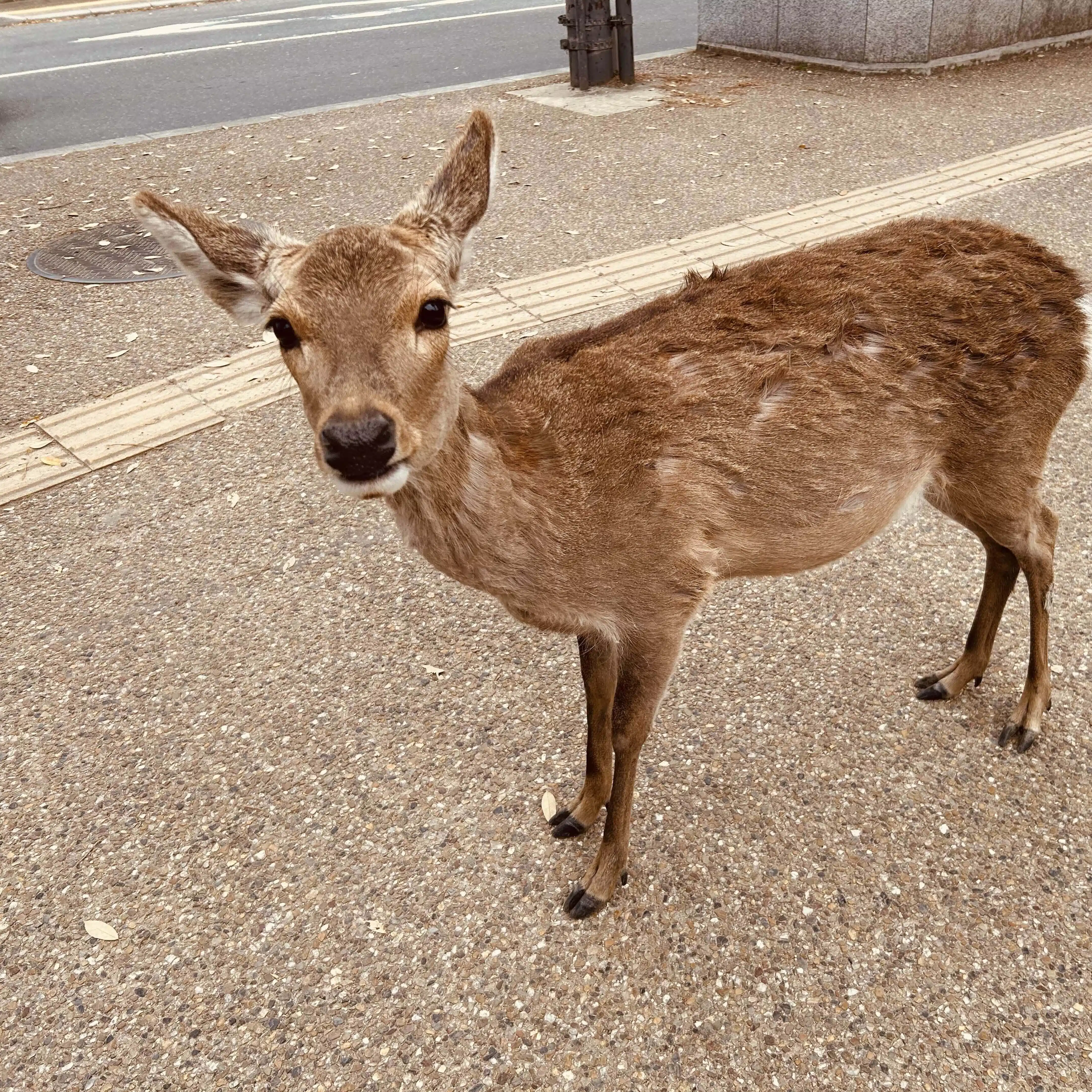 しき