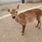 しき