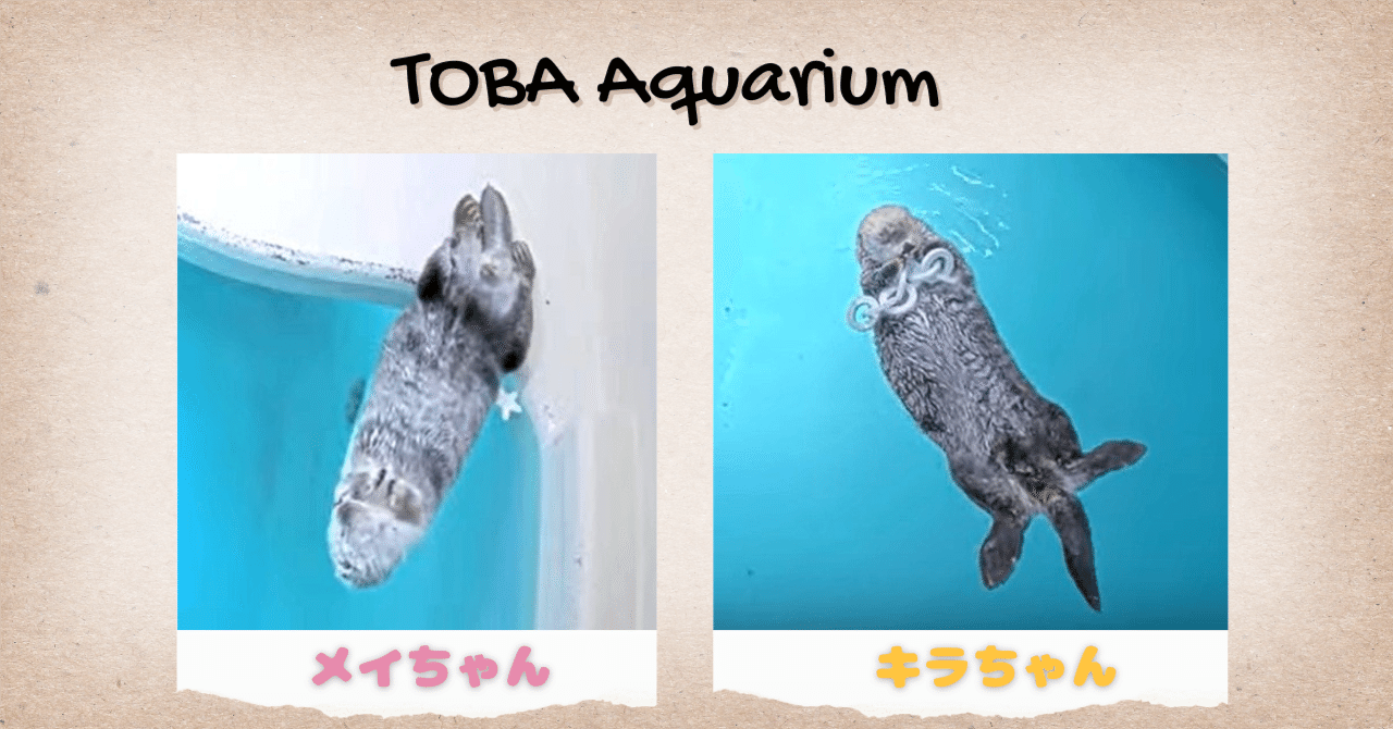 激レア！！⭐️鳥羽水族館⭐️70周年⭐️キラとメイ⭐️メイキラ⭐️メイちゃん　キラちゃん 激レア！！⭐️鳥羽水族館⭐️70周年⭐️キラとメイ⭐️メイキラ