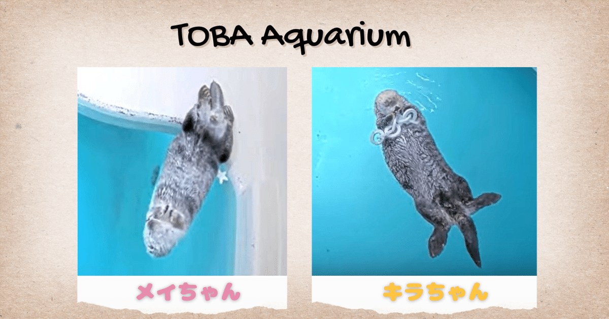 鳥羽水族館】ラッコのメイ＆キラの関係性がおもしろい！キラ