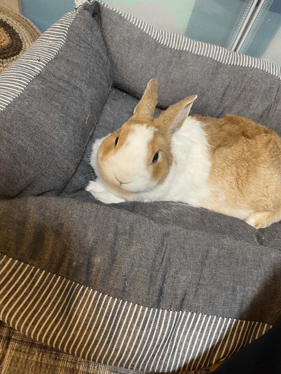 裕うさぎ様 お知らせあり♪】うさぎさんを飼うときの準備と心構え、他