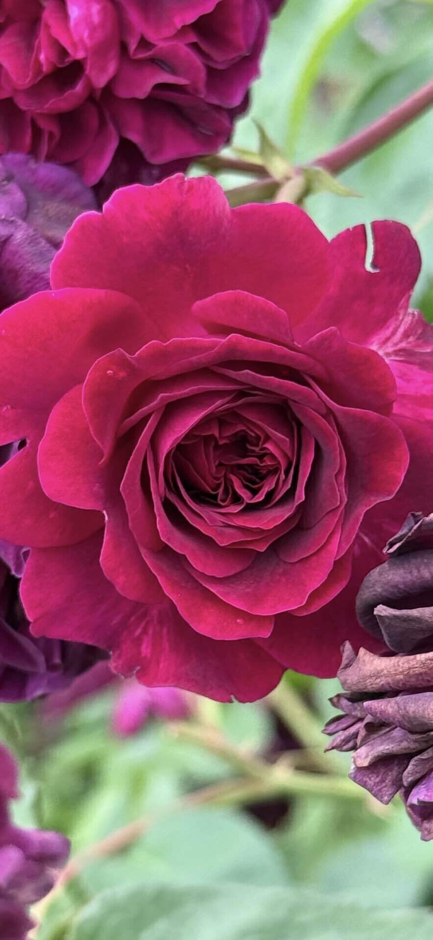 トラディスカントとリリアンオースチンのセット　イングリッシュローズ トラディスカントとリリアンオースチンのセット イングリッシュ