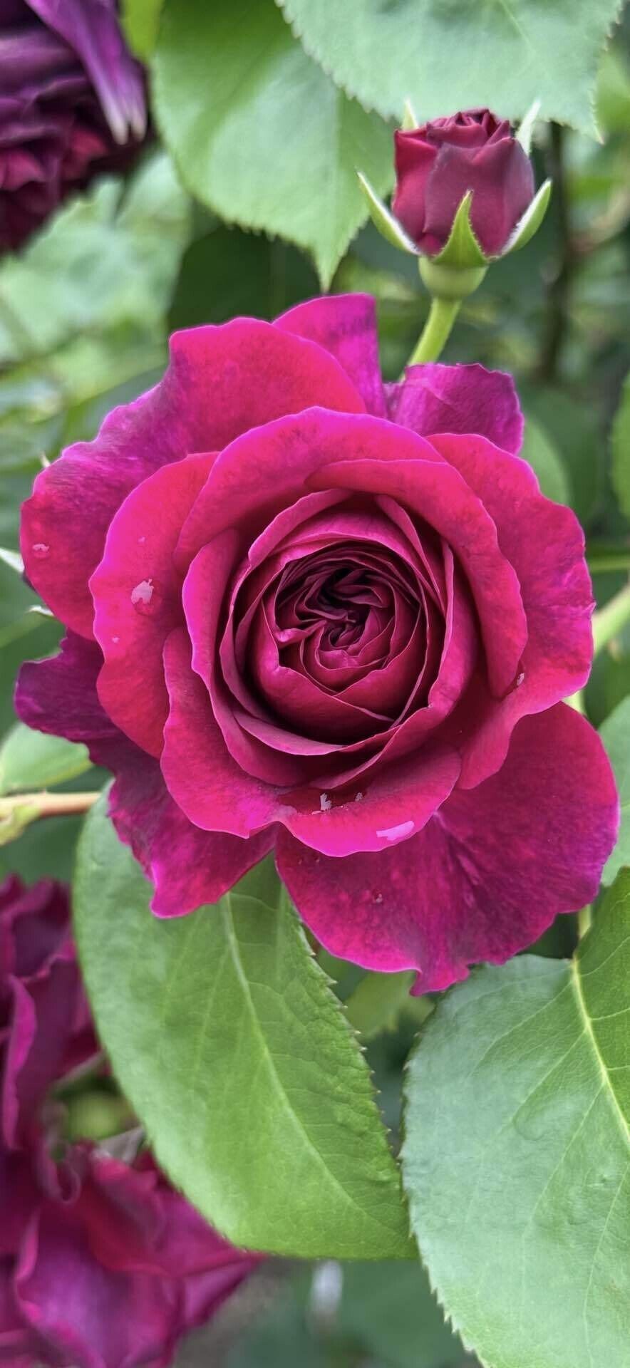 トラディスカント 最も黒いイングリッシュローズと呼ばれた薔薇