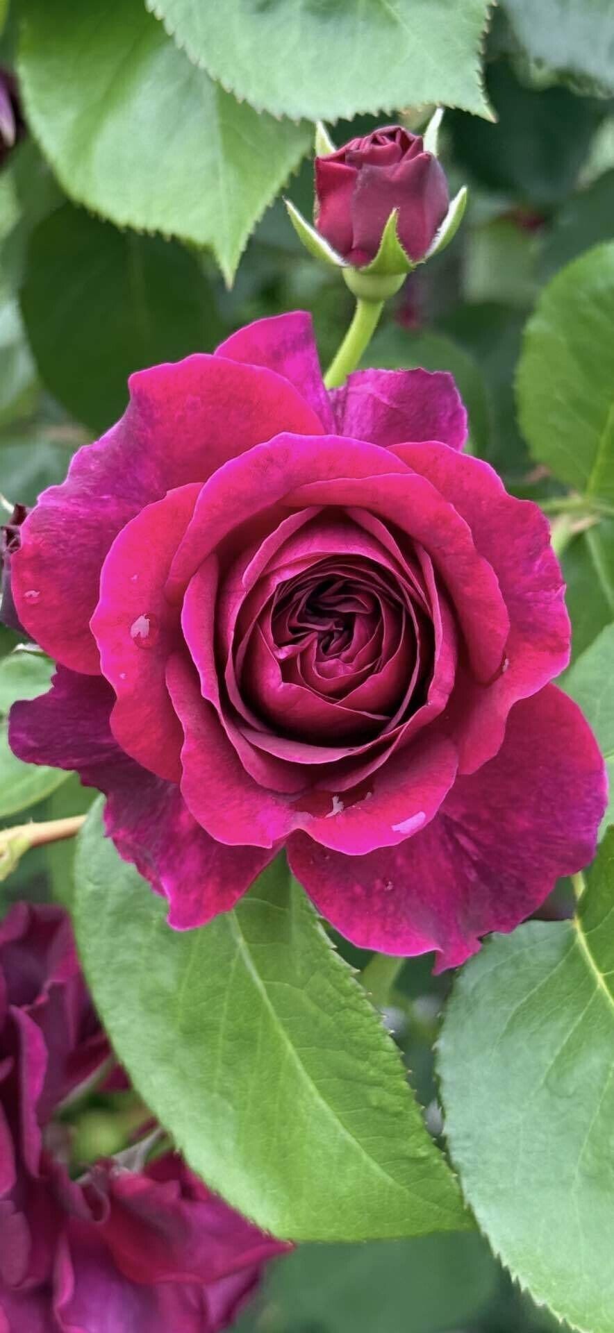 トラディスカント 最も黒いイングリッシュローズと呼ばれた薔薇｜EGGSEED