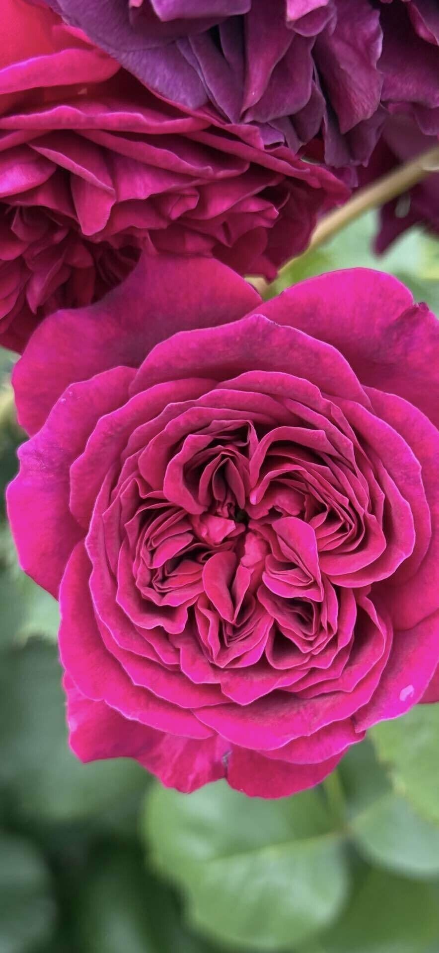 トラディスカント 最も黒いイングリッシュローズと呼ばれた薔薇