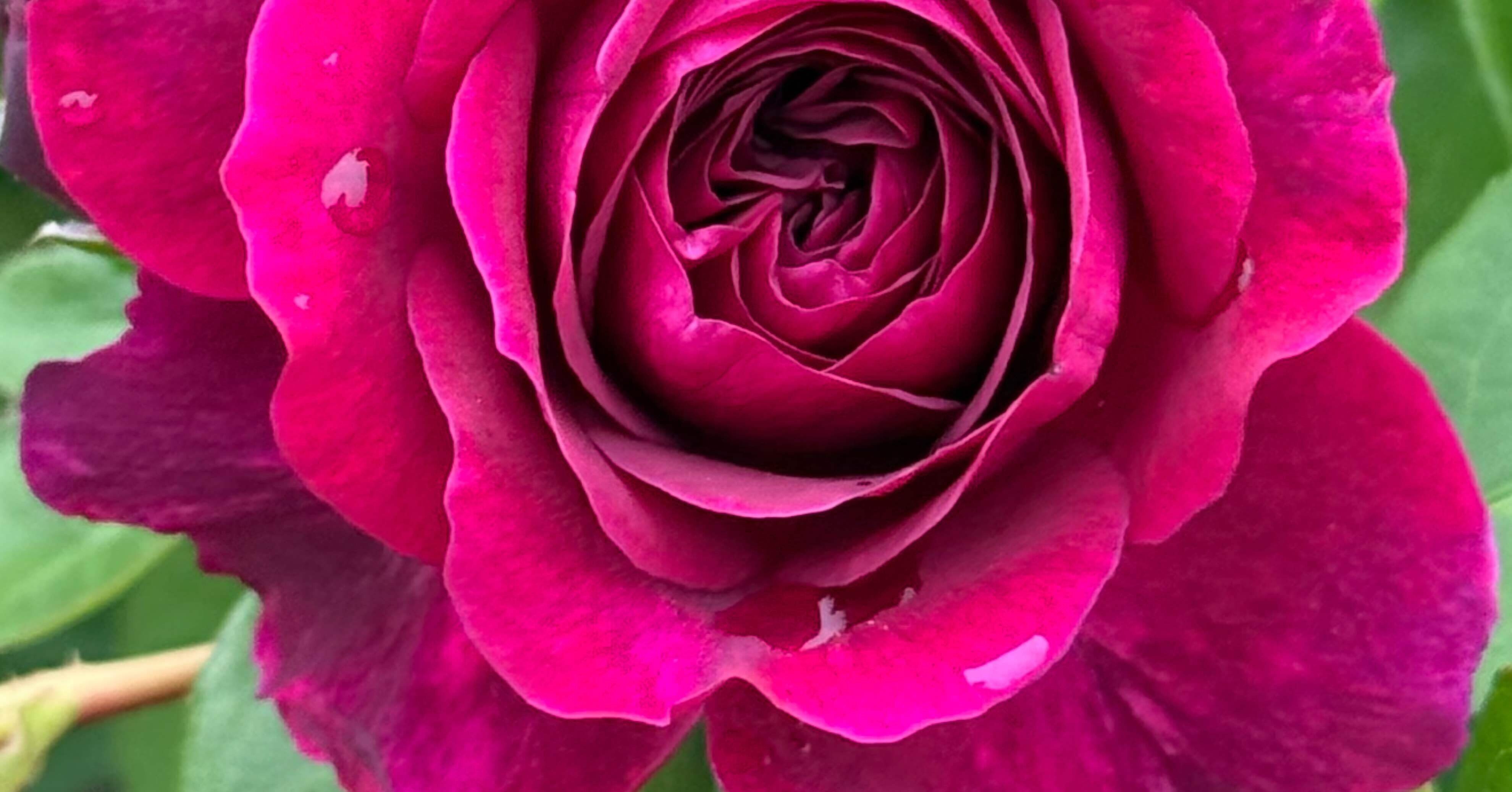 トラディスカントとリリアンオースチンのセット　イングリッシュローズ トラディスカント 最も黒いイングリッシュローズと呼ばれた薔薇｜EGGSEED