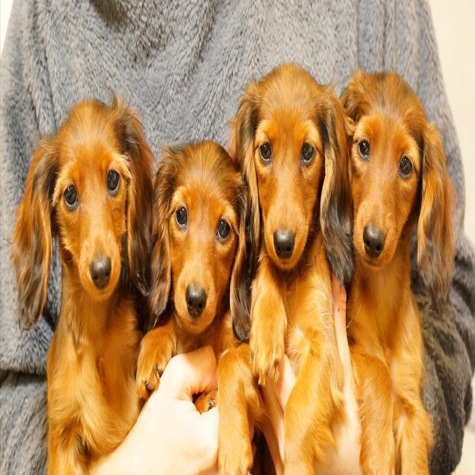 可愛いだけ」で選ぶと後悔する？ミニチュアダックス選びで知っておき