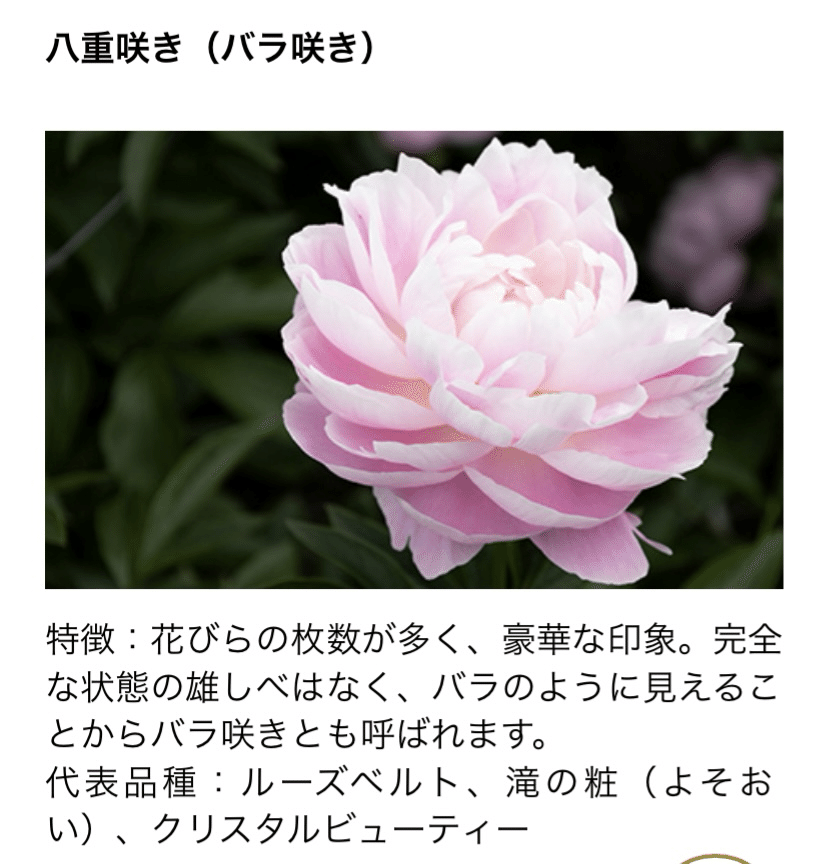 陶板　芍薬の花 Amazon.co.jp: 芍薬苗 ダイニンキ 芍薬セット 4株4株 / 国華園