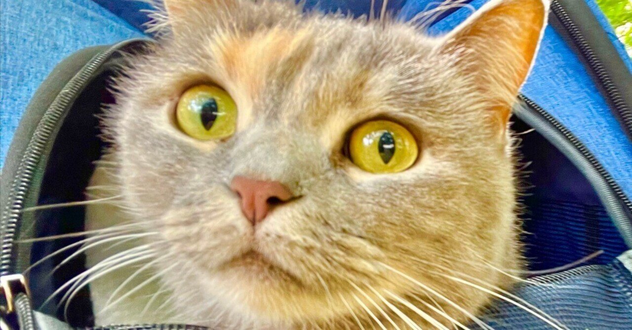 【第4弾】株のビジネスモデルと将来性を調べる日!買ってよかった凝り解消グッズ|5月22日のルーティンしんたろーの毎日のルーティンワーク|30代でがんに!5年後の寛解に向けて前向きにルーチンワークを綴る