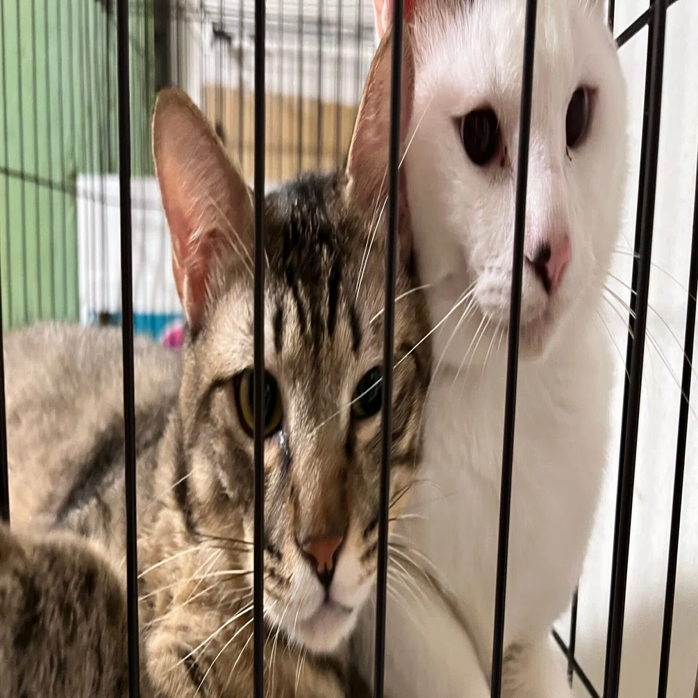 臆病猫　リバティガウチョ 臆病な保護猫が、人と暮らすことを選ぶまでの、2年の長い物語｜塩畑