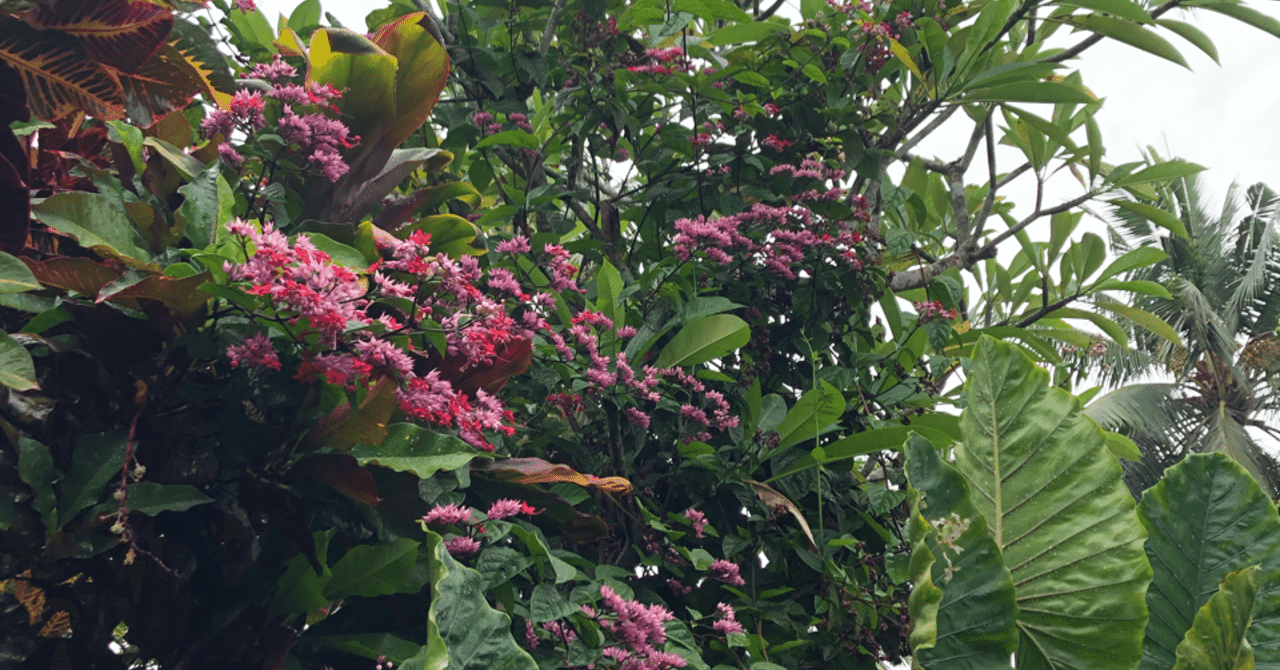 年2月 バンコクからバリ島への旅行 Manow Note