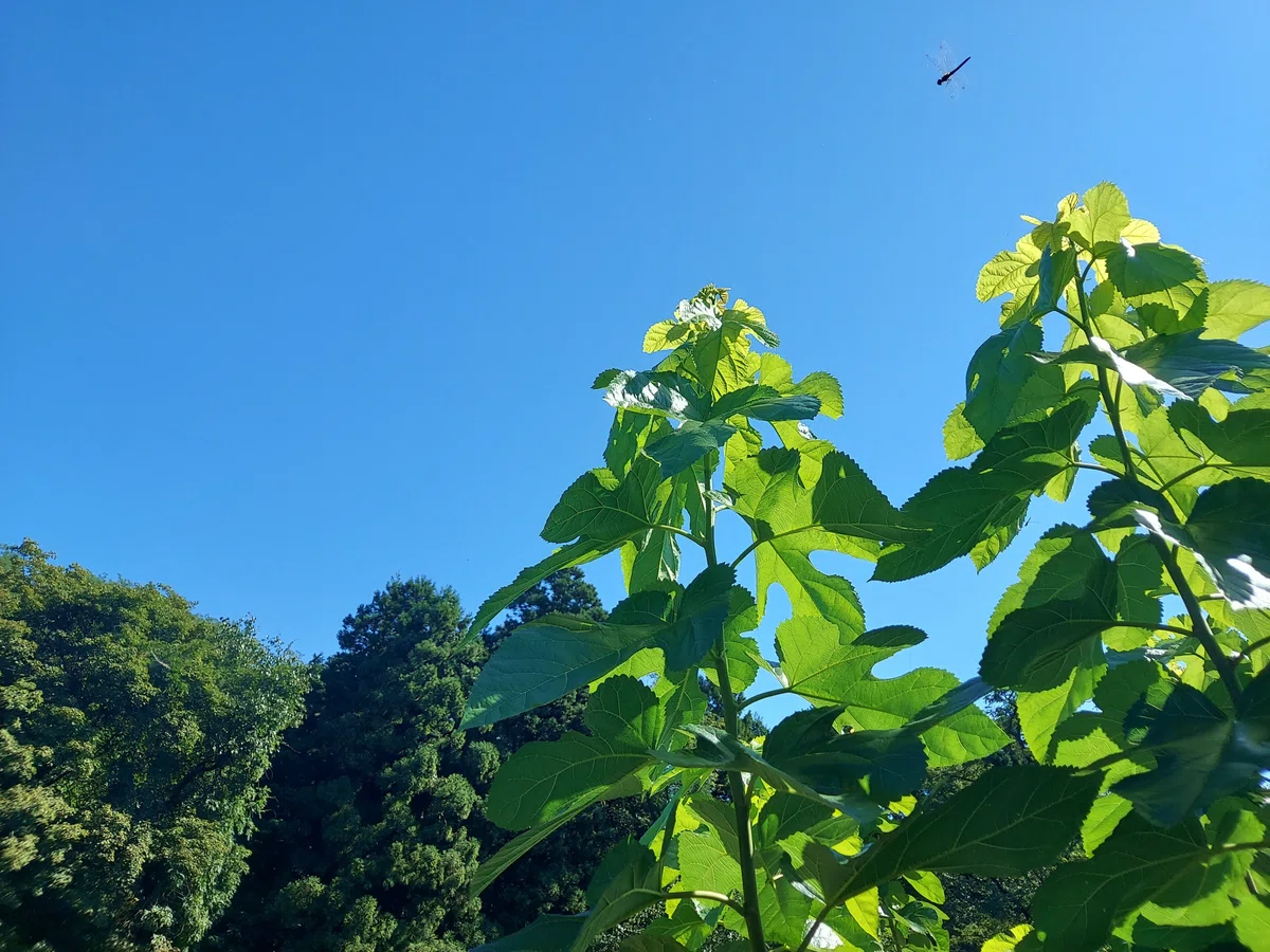 桐生市の山奥で無農薬の桑畑が作られたのが3年前。 艶っつやな桑の葉を見た時の…｜かおり