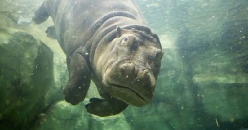 旭山動物園の_飛ぶ_カバ_飛んでくる_アレ_に注意です_ウォーカープラス