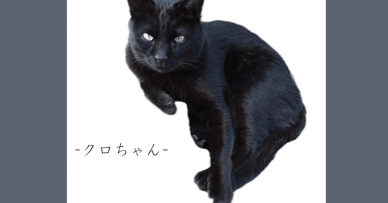 おすすめ人気ランキング2024年 アニマルコミュニケーション🫧クロちゃん🫧｜ひすいひかり🌙動物 小物入れ