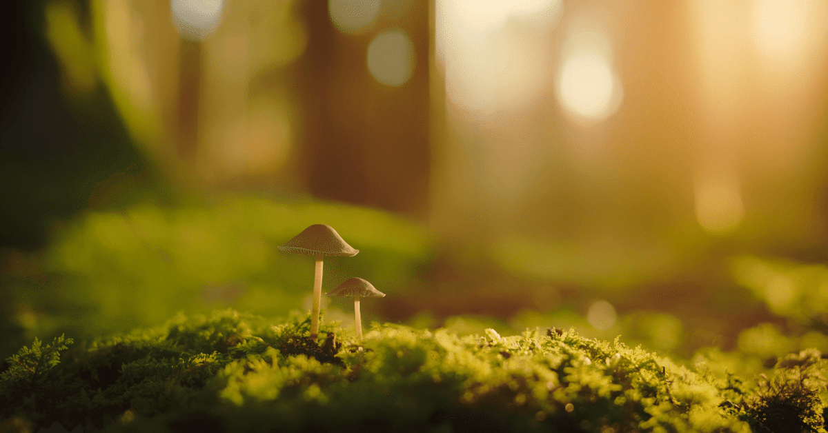 外国語教授法（ナチュラル・アプローチ）｜kay