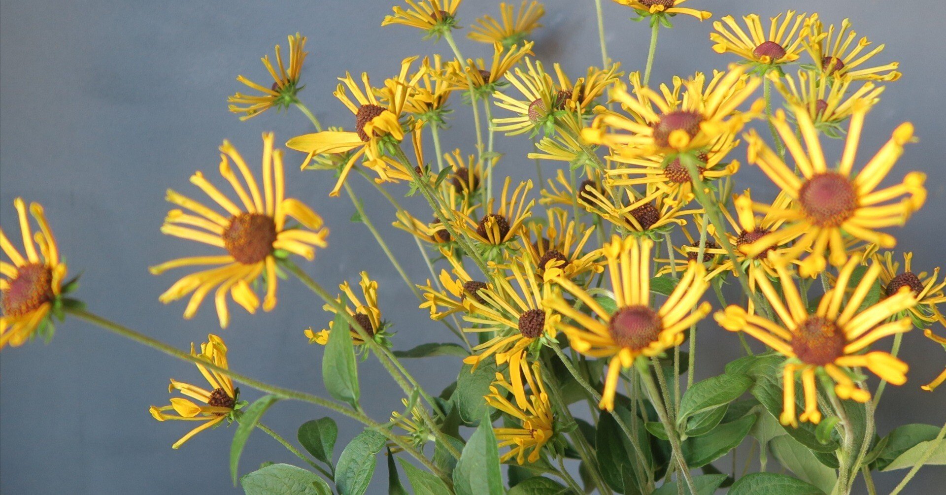 今日の花 ルドベキア ヘンリーアイラーズ｜花屋のラフ