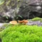 麦藁まる緒
