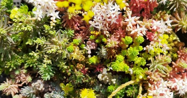 ミニサイズモノメタルモデル「木花咲耶(コノハナサクヤ)」｜en