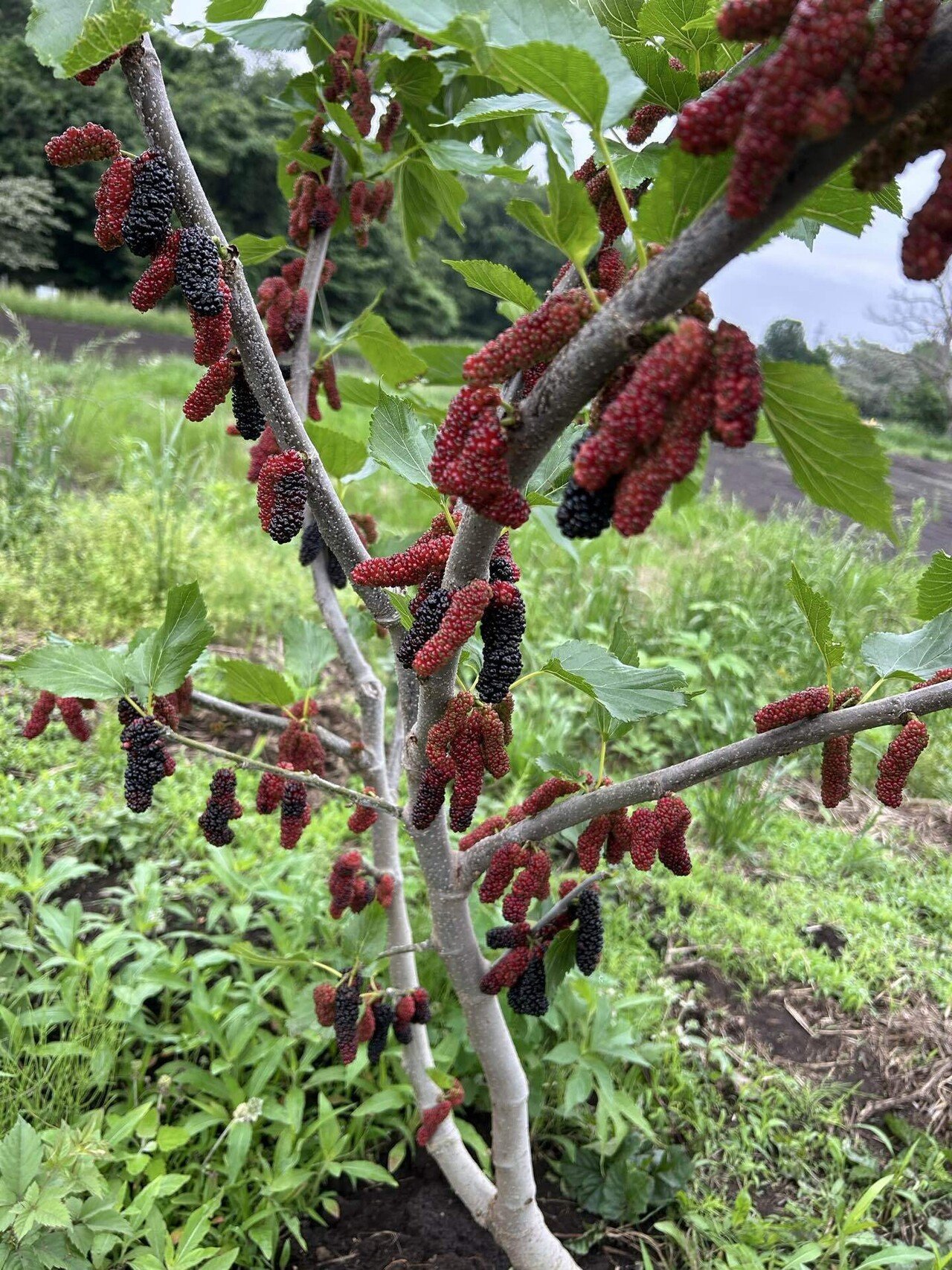 マルベリー 桑 木 桑の木・マルベリー大樹8年 マルベリー(桑の木) 大
