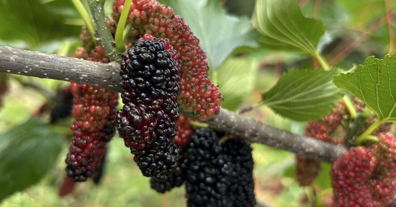 新鮮桑の実 マルベリー 5キロ 新鮮桑の実 マルベリー 5キロ 果物