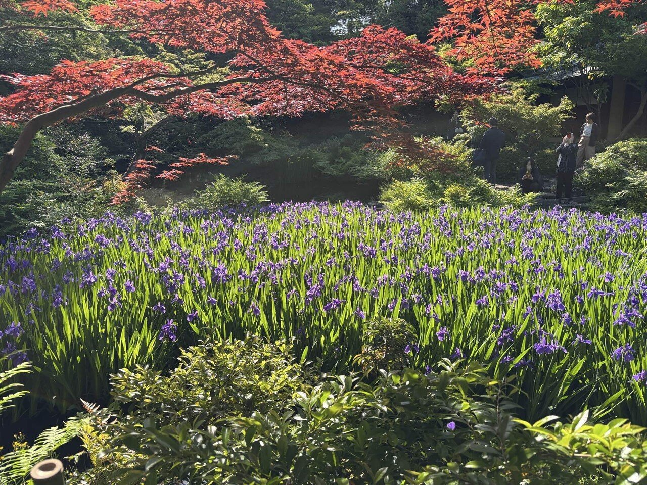 燕子花図屏風｜n_shanti