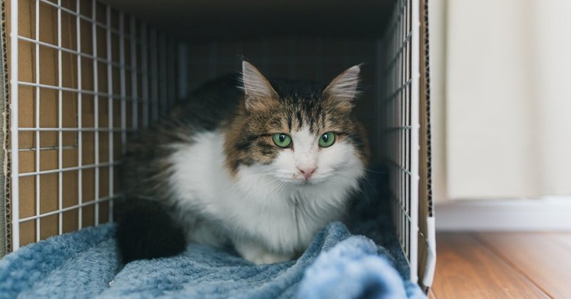 生まれて初めてガチの野良猫を保護した話⑬