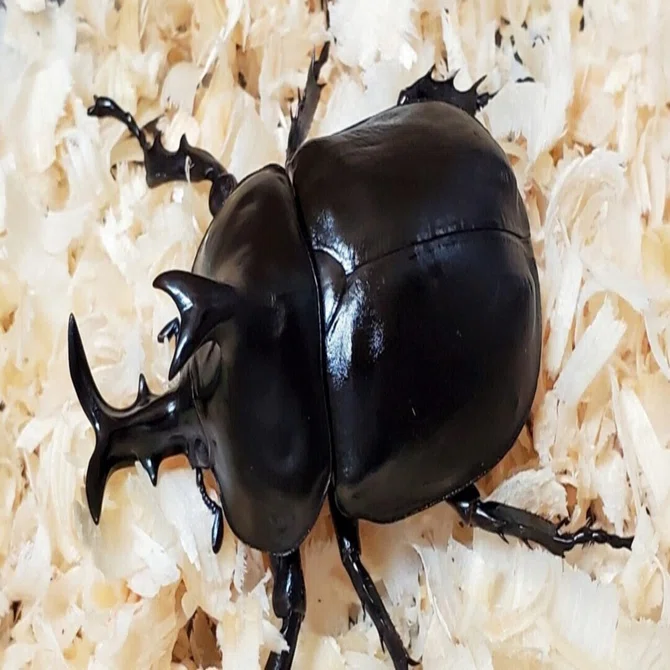 ダビディスカブトの飼育記録【2020～2021】｜AKECHI