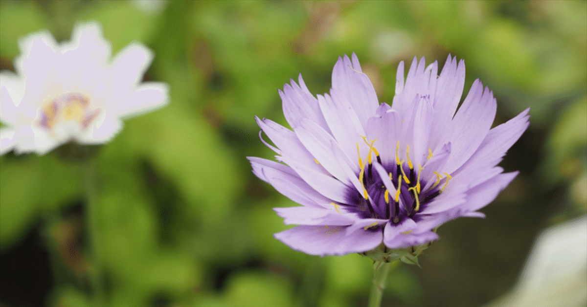 肌触りがいい 昔からある定番品種だけど、実際の花を知らない カタナンケ その他