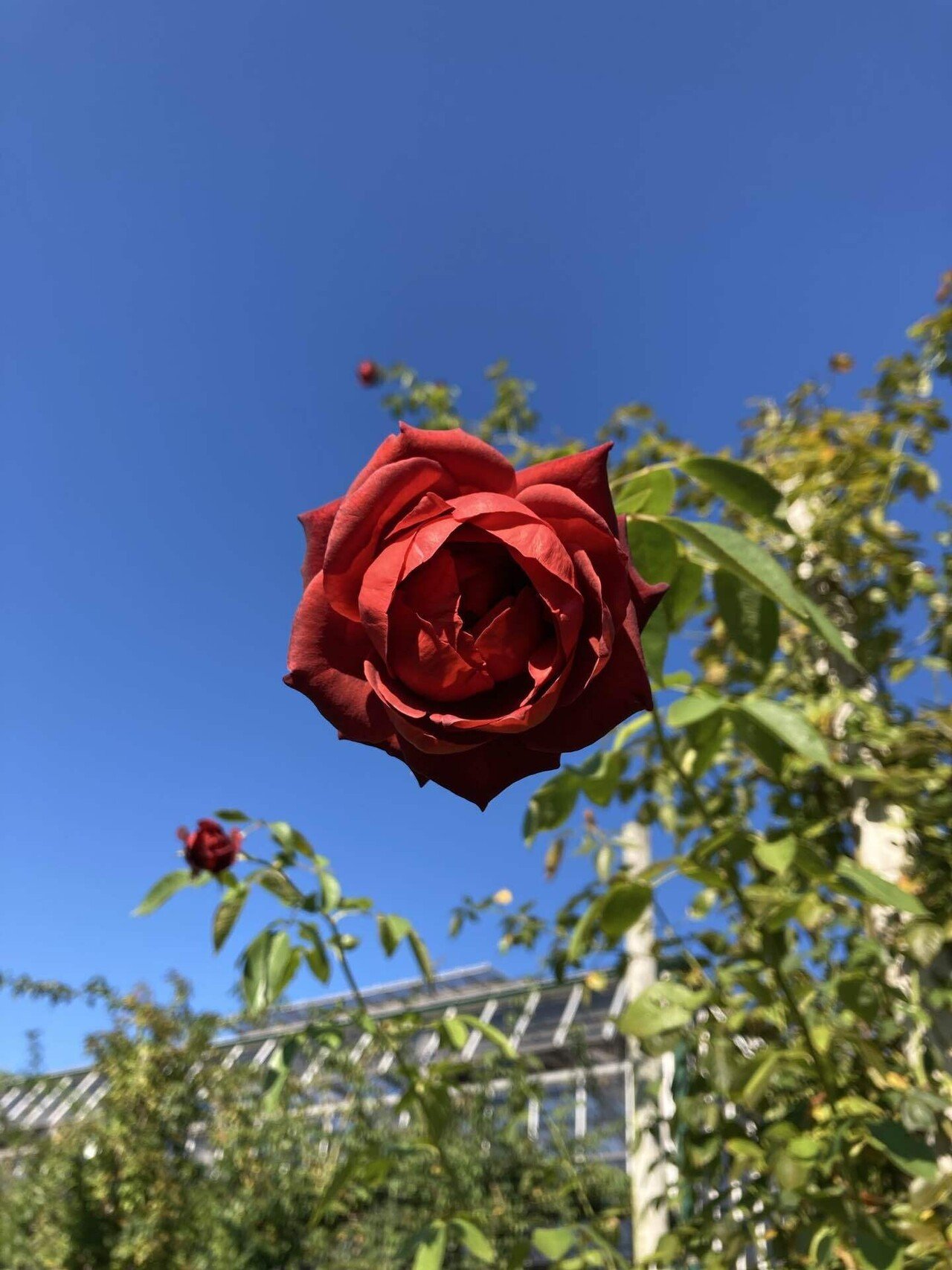 バラ園に行ったよ｜Shiiko