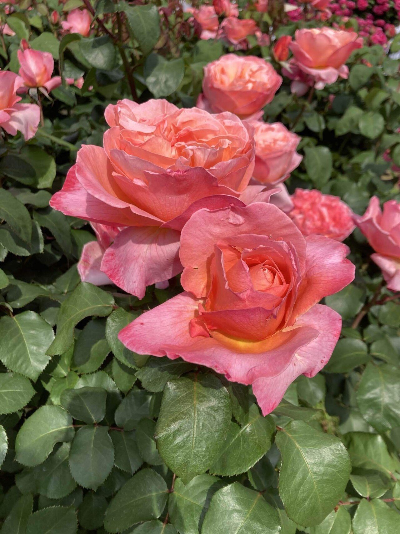 バラ園に行ったよ｜Shiiko