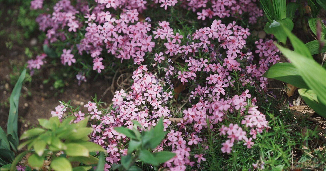 SIGMA65mm F2 DG DN Contemporary レンズ作例紹介｜Alice_photolog