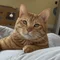 猫先生の毎日英語教室🐈フォロバ100