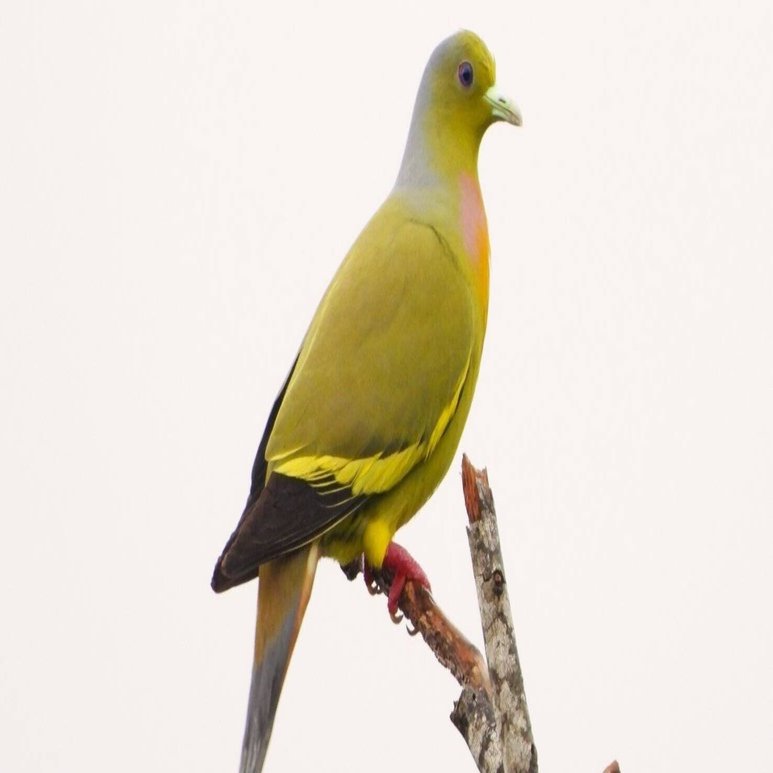 スリランカ探鳥記15 ハト特集｜一羽一会(いちわいちえ)/野鳥愛好家