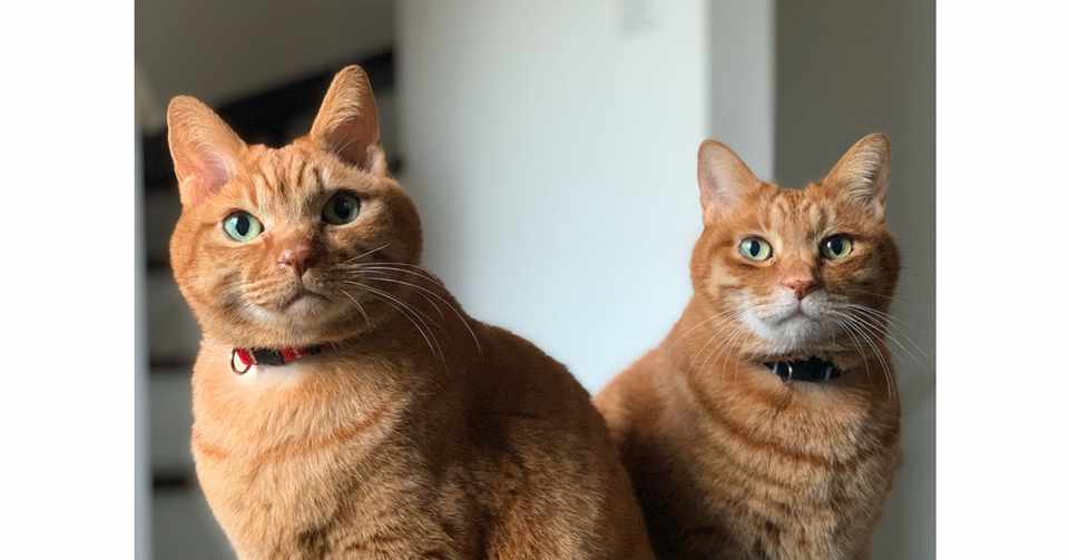 もふもふ冬毛の猫と2月の祝日 みずのさちこ Note