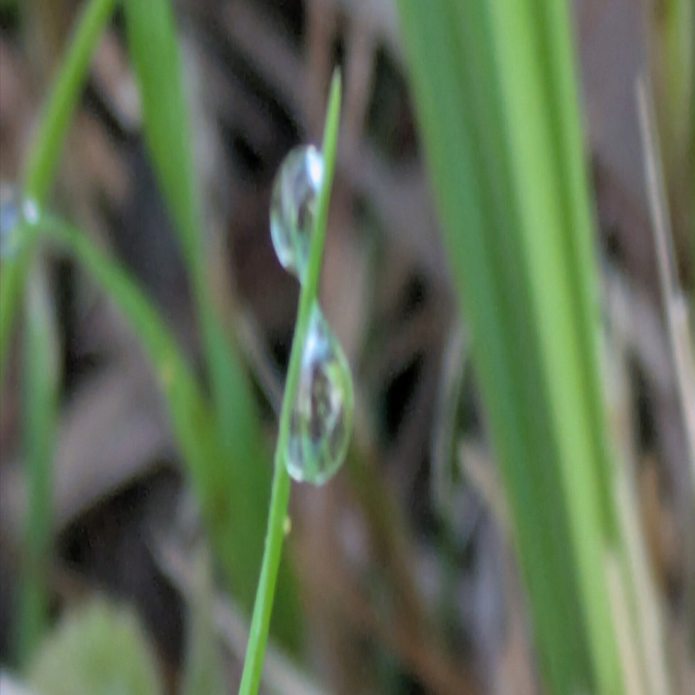 今朝の水滴③｜ichiro70