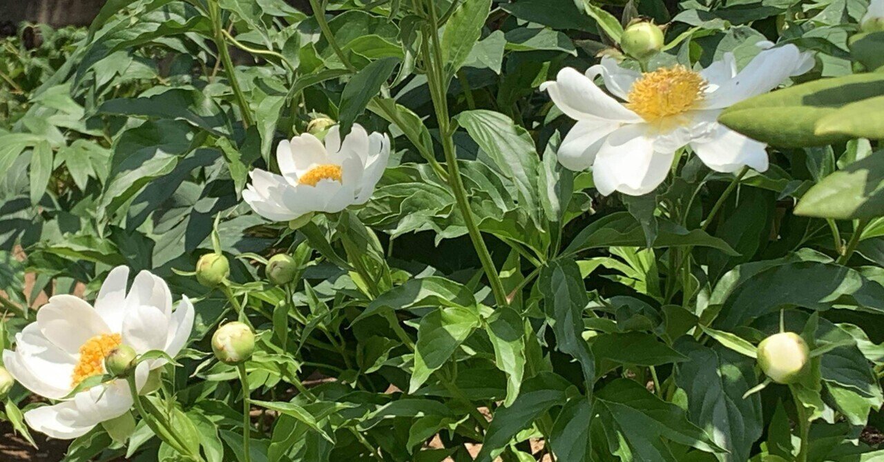 芍薬という花｜オポチュニティ