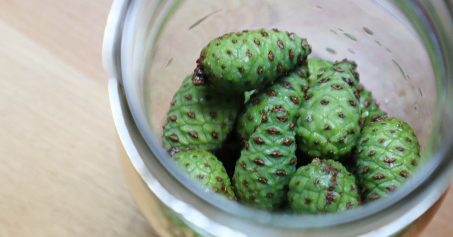 森と暮らし事典】どんな味になるかは半年後のお楽しみ 青い松ぼっくり