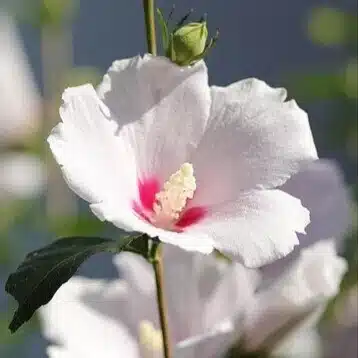 植月むくげ