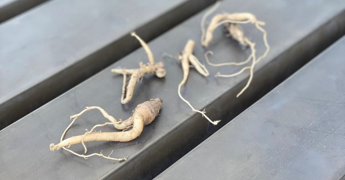 <怪奇植物誌>マンドラゴラ夢想（全初版レア‼️）3冊セット マンドラゴラ オータムナリス(Mandragora autumnalis) 中苗 マン