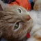 goo星からきたうさぎ
