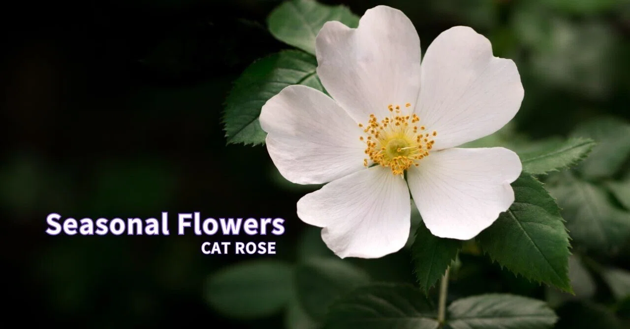 今週の花 「古に咲く野薔薇」｜Cat rose 「ガーデニングブログ Cat