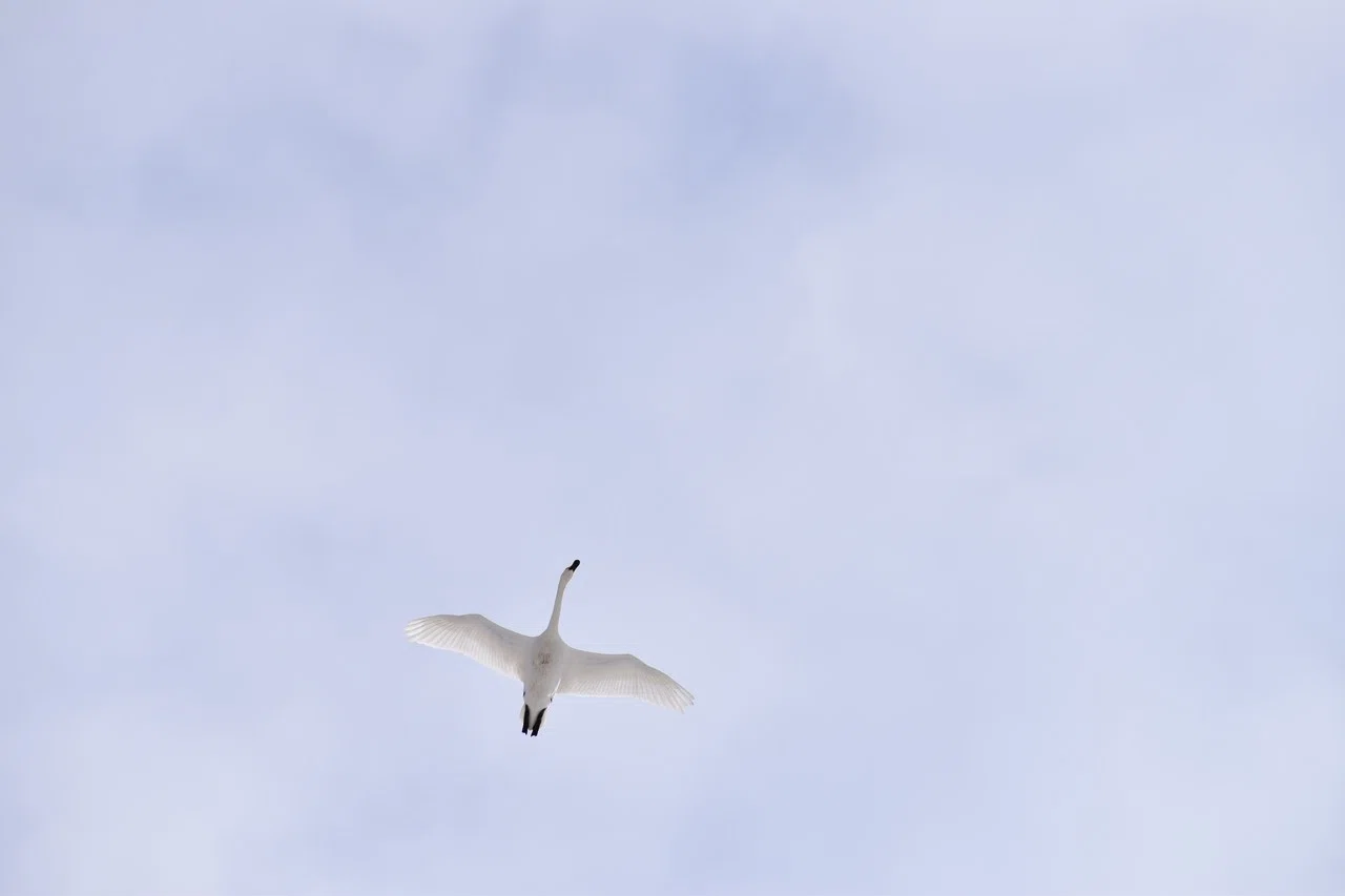 空飛ぶ白鳥 Momotaro Note