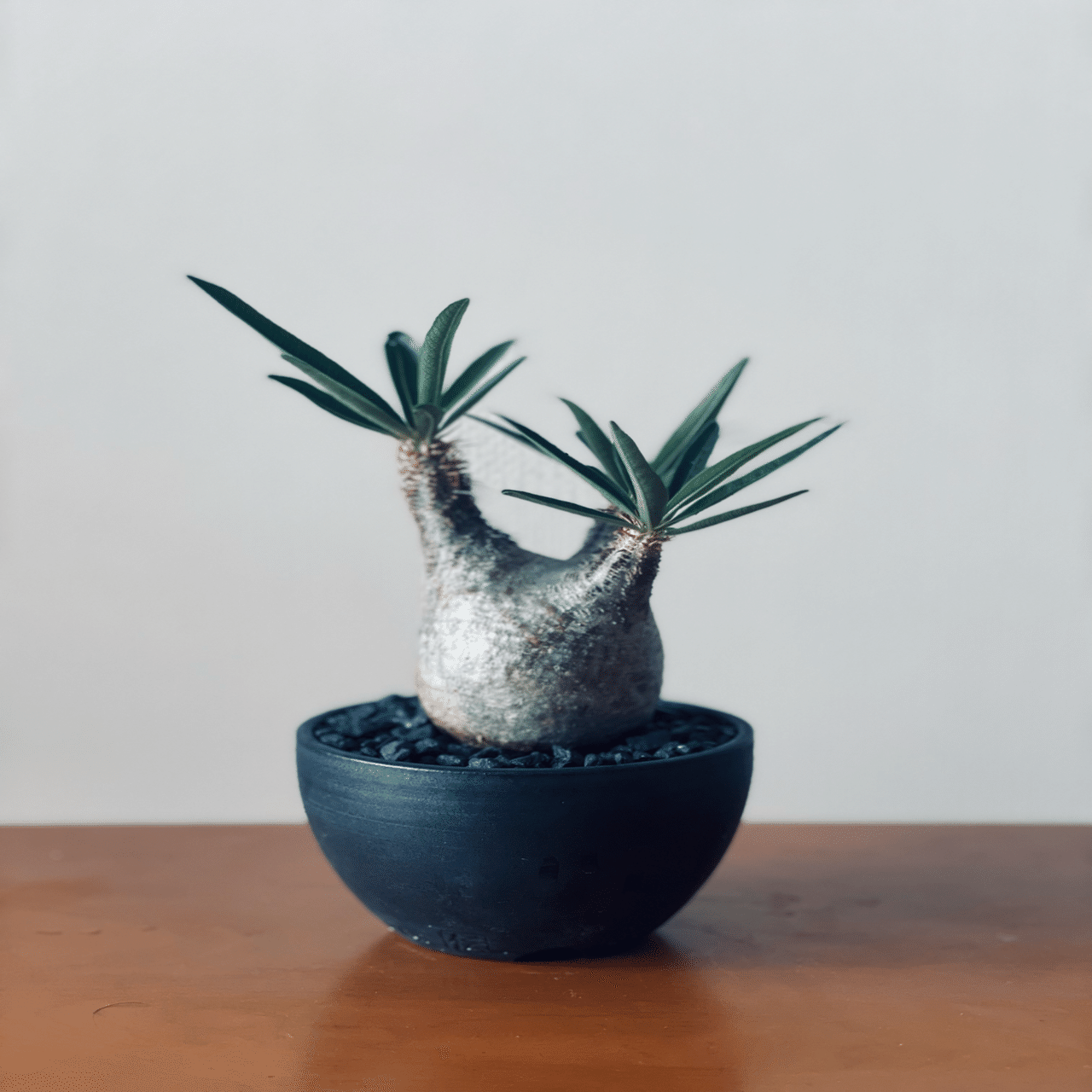 育児中でも楽しめる！初心者におすすめの塊根植物3選｜パパ園芸