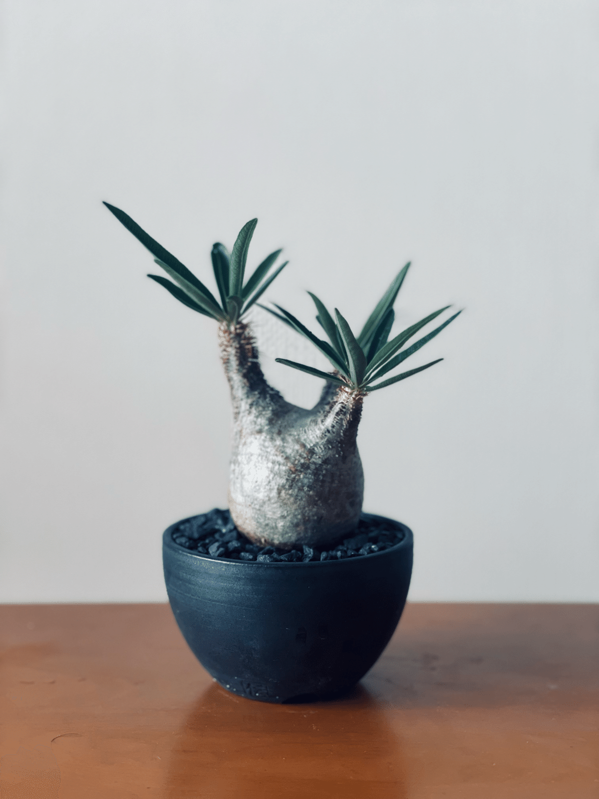 中型 塊根植物 生育中