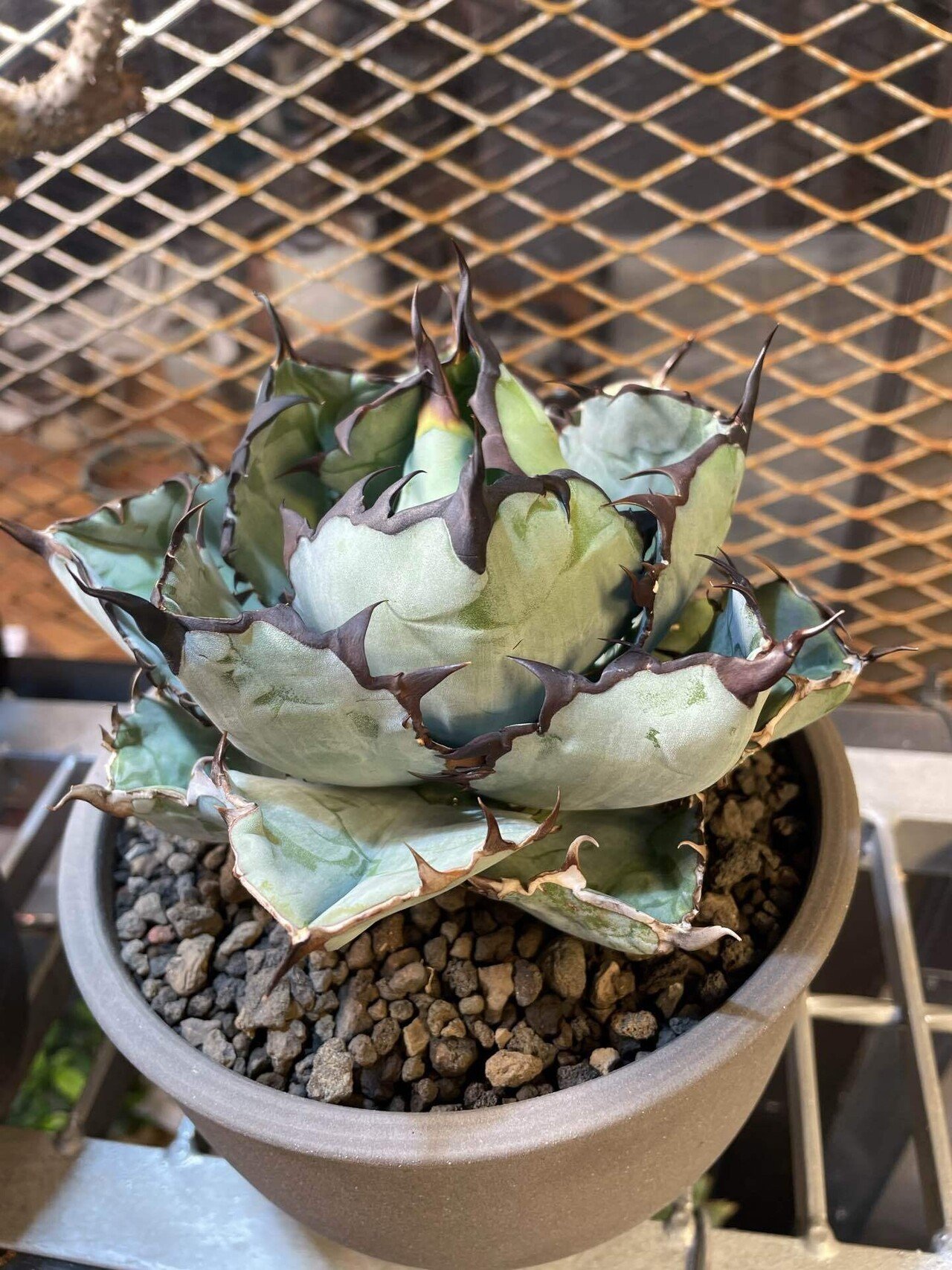 中型 塊根植物 生育中 中型 塊根植物 生育中