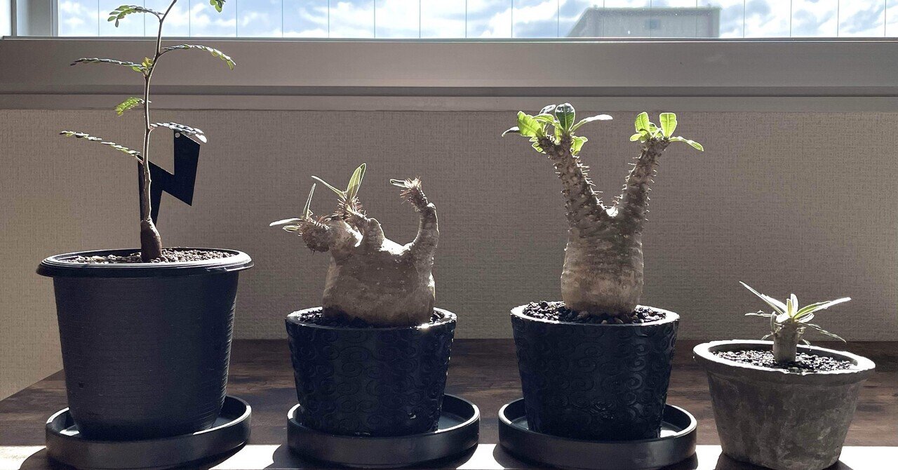 中型 塊根植物 生育中 育児中でも楽しめる！初心者におすすめの塊根植物3選